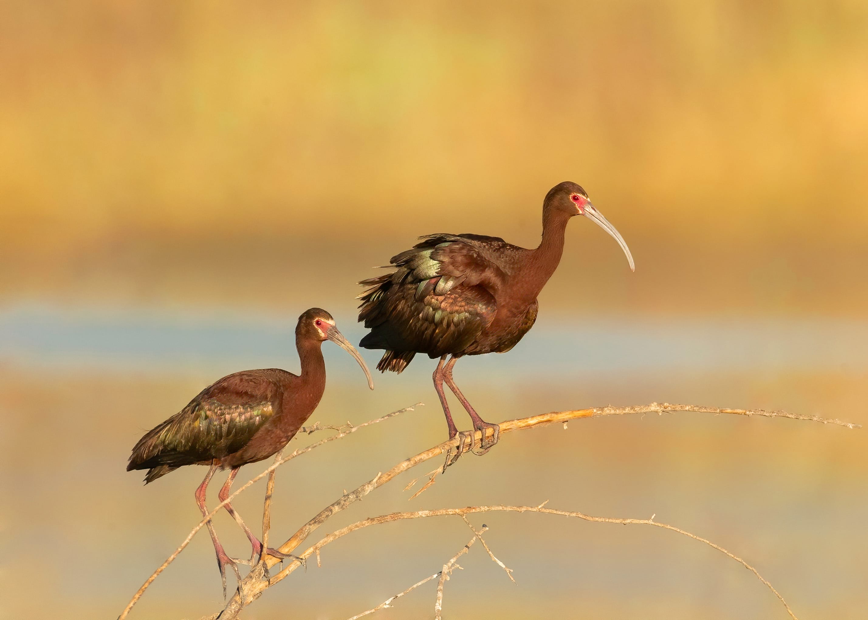 bird of California image 20